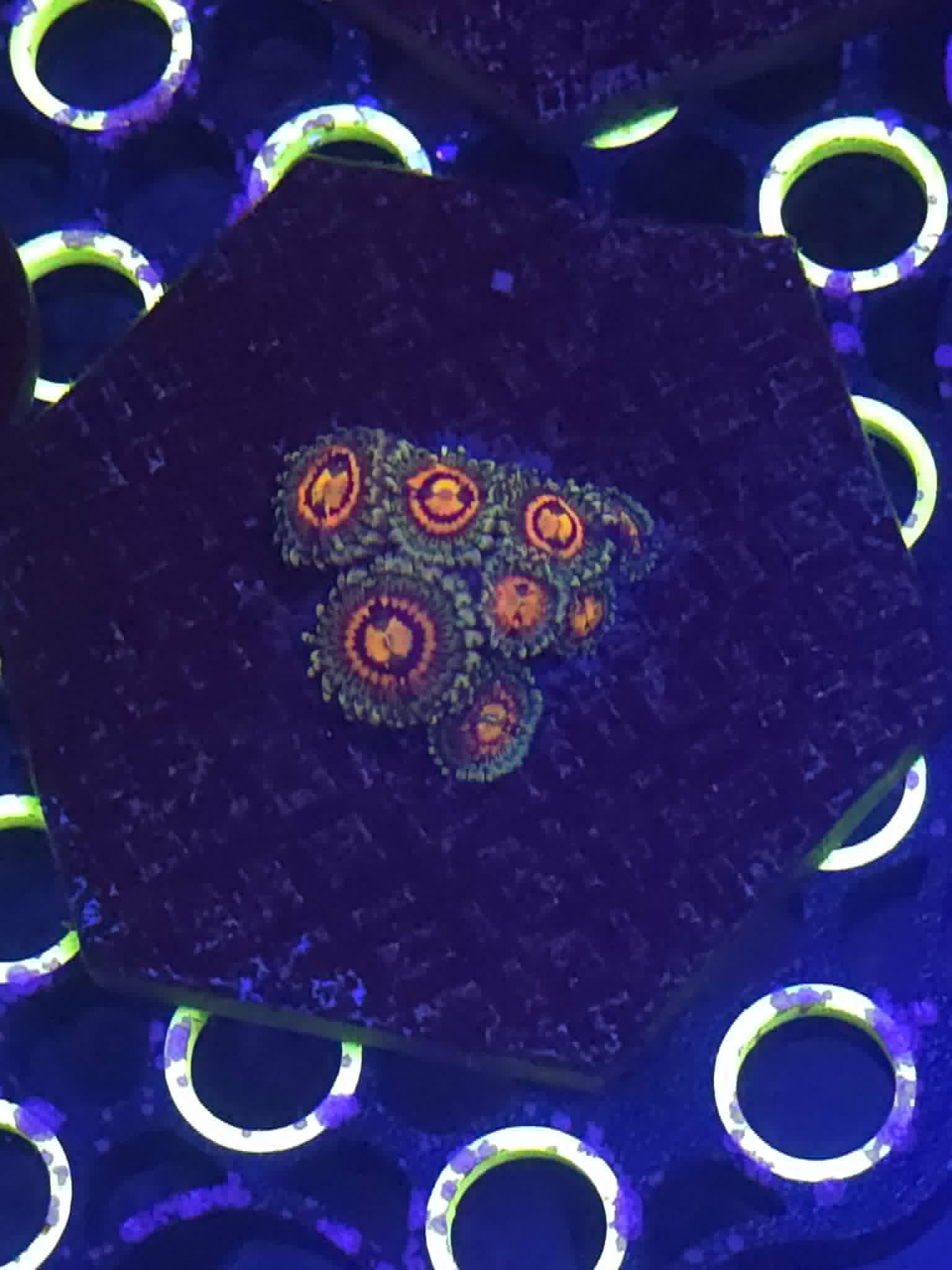 Frag #04