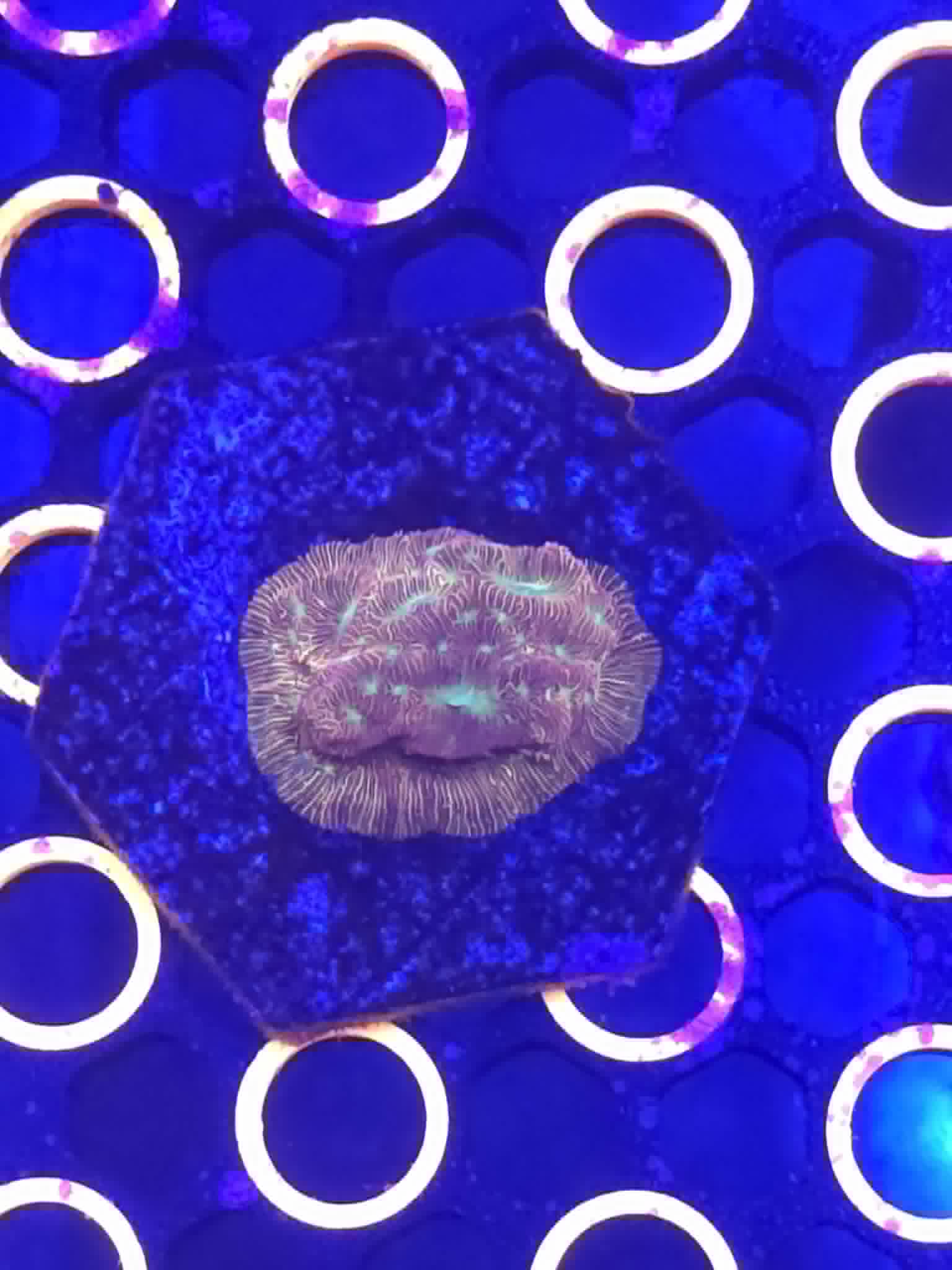 Frag #05