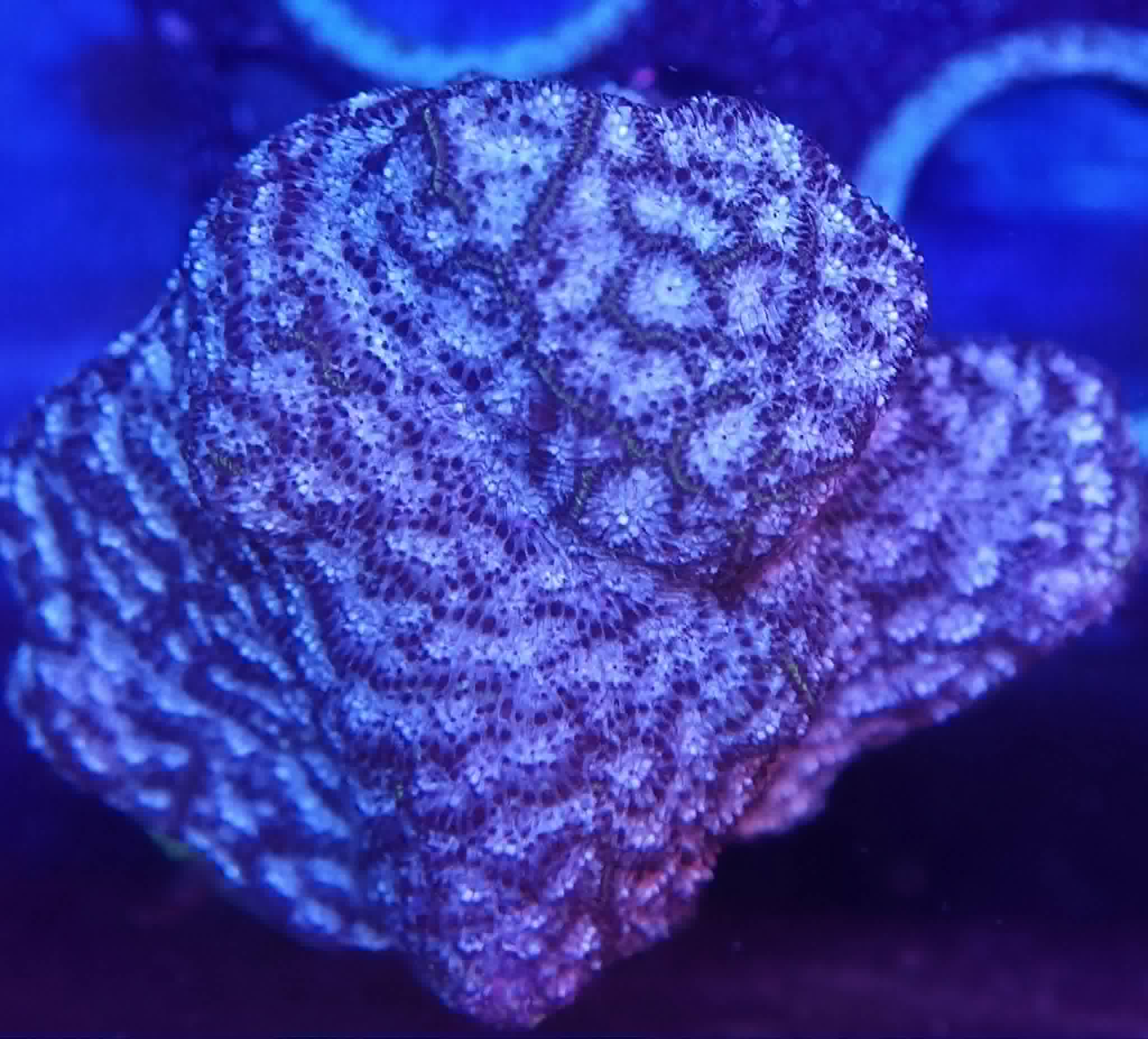 Frag #08