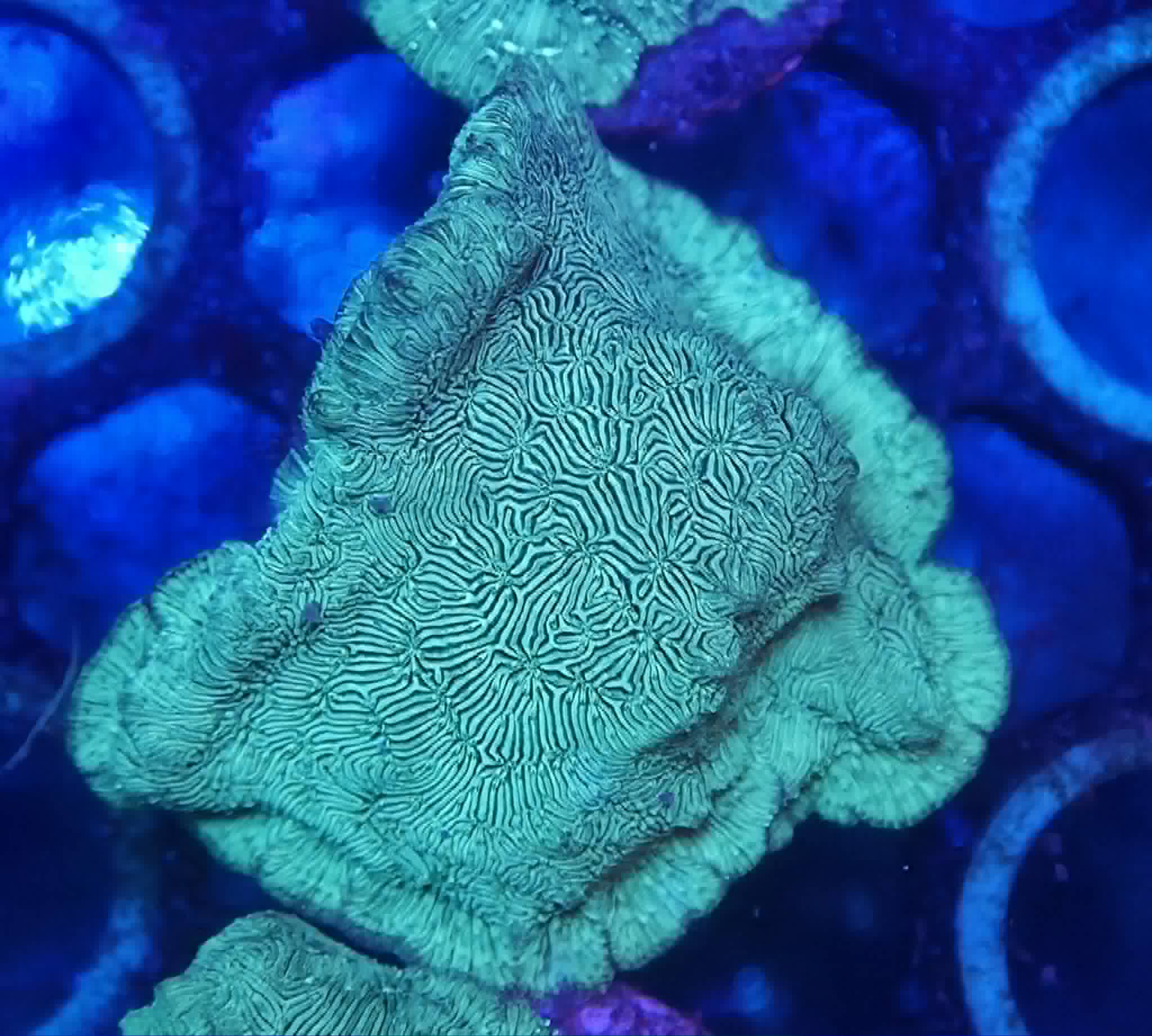 Frag #12