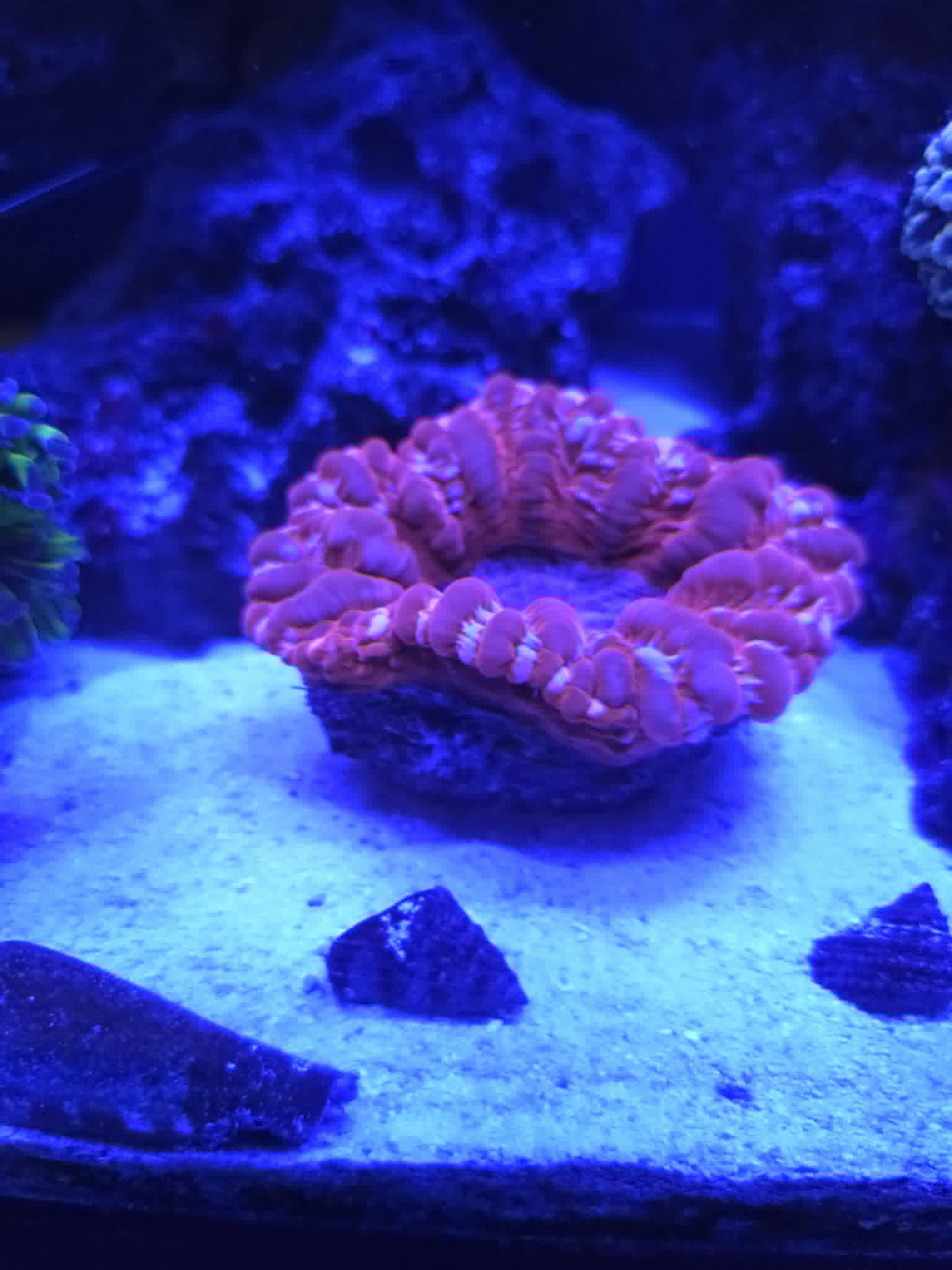 Frag #15